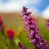 Looking for Apartments in Upscale Cities in Colorado? Apartments in These 4 Cities Are Just for You apartments in colorado: flowers