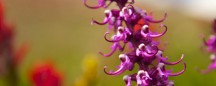 apartments in colorado: flowers