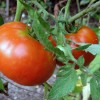 apts colorado: tomatoes