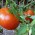 apts colorado: tomatoes