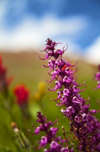 apartments in colorado: flowers