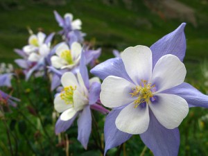 apts colorado: co flower