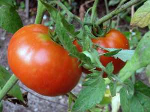 apts colorado: tomatoes