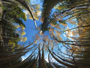 apts colorado: trees