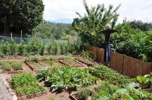 apts colorado: veggie garden