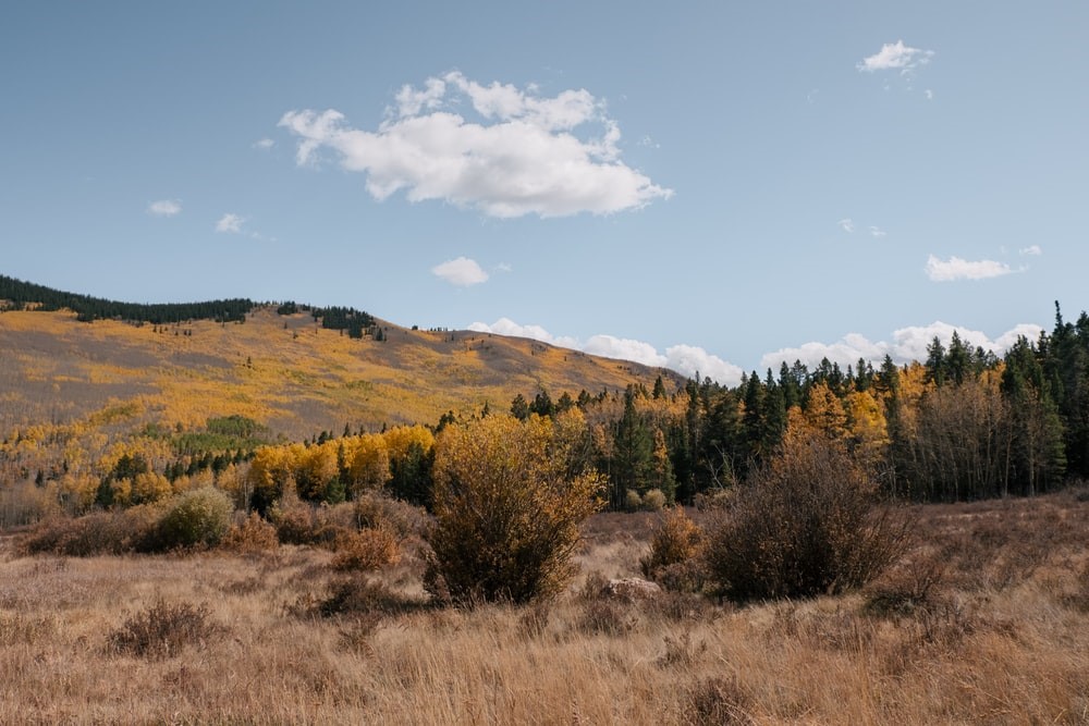 yellow and green pine tree and mountain slope